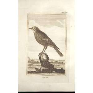  The Jay 1812 Buffon Birds Plate 64