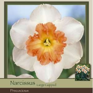  Honeyman Farms Narcissus Large Cup Precocious Pack of 50 