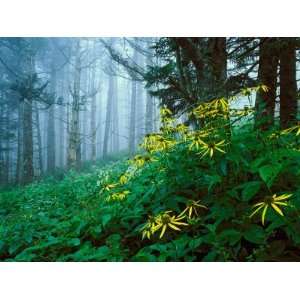  Golden Glow Flowers, Great Smoky Mountains National Park 