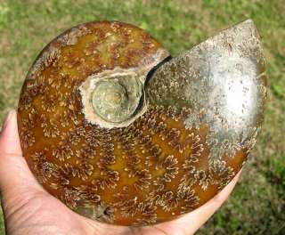 Large Lovely Ammonite Ammolite Fossil Madagascar Cretaceous 