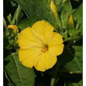  Sunshine Yellow Four OClock Seeds   2 g   Mirabilis 