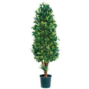  5 Ficus Cone Shaped Tree W/1634 Lvs. in Plastic Pot Two 