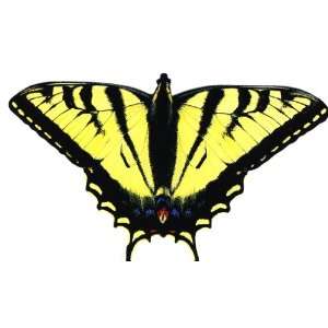   Greeting Card   Tiger Swallowtail Butterfly