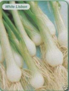 WHITE & RED SPRING ONIONS SEED AP100 OF EACH £1.30 FPOS  
