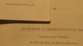 1851 Original Audubon 1st Ed Octavo Quadropeds of Carolina Gray 