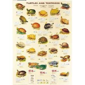  Turtles and Tortoises Poster(#41) Toys & Games