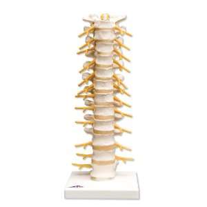 3B Scientific A73 Thoracic Spinal Column Model, 12.6 Height  
