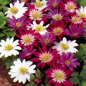   15 Mixed Bulbs  Anemone blanda   Very Hardy Patio, Lawn & Garden