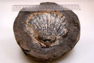 Clam Fossil Specimen in Matrix Awesome  