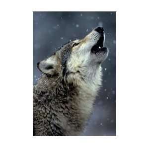  Animals Posters Call Of The Wolf   Wolf Poster   91 