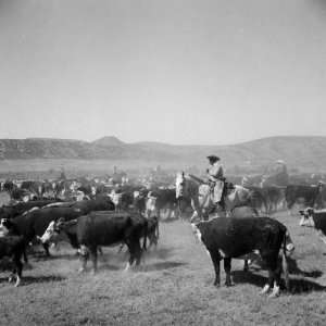  Cowboys of the Bannock Shoshone are Shown During the 