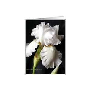  Special White Iris Blank Note card Card Health & Personal 