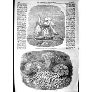  1854 Spanish Ship Sea Anemones Zoological Gardens: Home 
