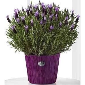 Soothing Lavender Plant:  Grocery & Gourmet Food