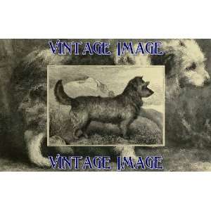   10cm) Art Greetings Card Dogs Skye Terrier Working Type Vintage Image