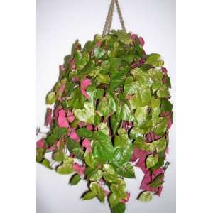  Large Potatoe Leaf Hanging Basket #2