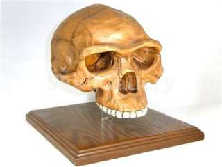 Homo Erectus Cranium Skull Fossil Model Replica w/stand  