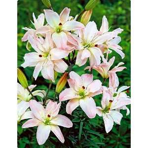 Spring Pink Asiatic Lily 3 Bulbs   Soft Pink Flowers 