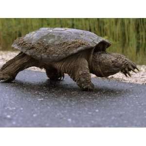  Snapping Turtle Walking Along the Side of a Road Stretched 
