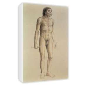  Homo erectus (pencil on paper) by English   Canvas 