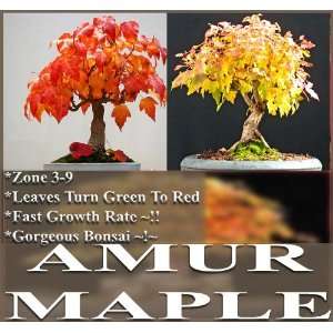 1,000 AMUR MAPLE SEEDS ACER GINNALA JAPANESE BONSAI TREE Vivid scarlet 