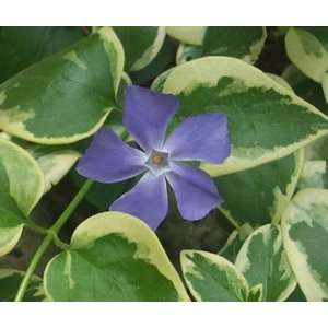 Vinca Maculata