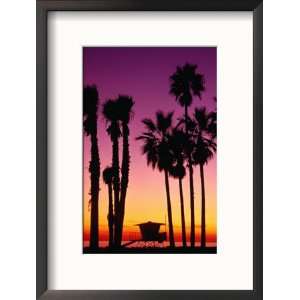  Palm Trees at Sunset, Venice Beach, Los Angeles, Los 
