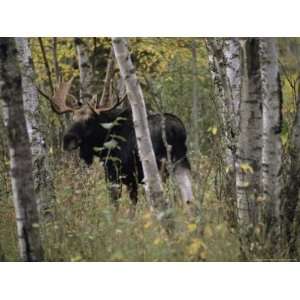 Moose (Alces Alces Americana) with an Impressive Set of Antlers 