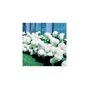  Annabelle Hydrangea Patio, Lawn & Garden