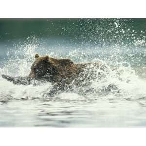  A Brown Bear Splashing Through Water as it Hunts Salmon 