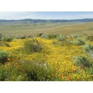  Antelope Valley Poppy Reserve, California, USA Giclee 