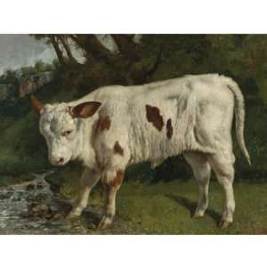   Oil Reproduction   Gustave Courbet   32 x 32 inches   Le Veau Blanc