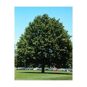  Acer platanoides Norway Maple Seeds Patio, Lawn & Garden