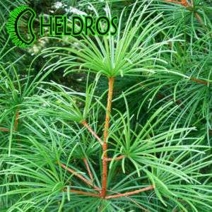 SCIADOPITYS VERTICILLATA Japanese Umbrella Pine seeds  
