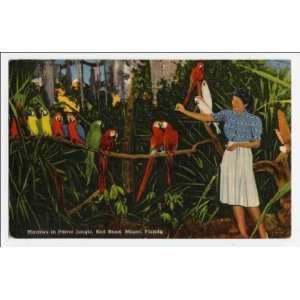  Reprint Macaws in Parrot Jungle, Red Road, Miami, Florida 
