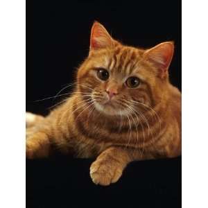  Domestic Cat, British Shorthair Red Female Portrait 