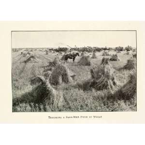   Horse Agriculture Rural   Original Halftone Print