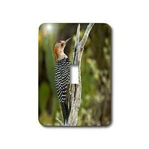 VWPics Birds   Golden fronted Woodpecker perched on dead tree   Light 