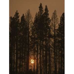  The Sun Sets Behind a Smoke Choked Wood of Lodgepole Pines 