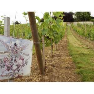  De LEcho Vineyard of Couly Dutheil, Chinon, Indre Et Loire, France 