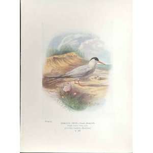  George Rankin C1910 Common Tern Bird Print