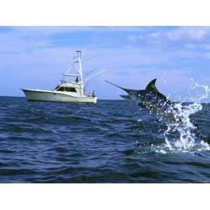  Marlin with Fishing Boat in Background Superstock 