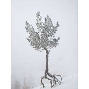  Lone Pine Tree at Sunrise Point Covered with Hoar Frost on 