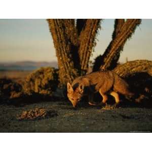 Gray Fox in Front of Columnar Cacti National Geographic Collection 