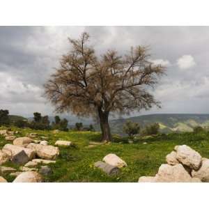  Tree and Ruins, Umm Qais Roman City, Umm Qais, Jordan 