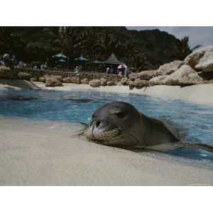  Orphaned Hawaiian Monk Seal Relaxes at the Side of a Pool 