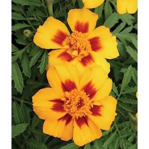  Jaguar Marigold Seed Packet Dm Patio, Lawn & Garden