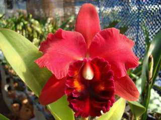 Blc. Fort Watson Rose Glow Cattleya Alliance Orchid Plant (Mini Catt 