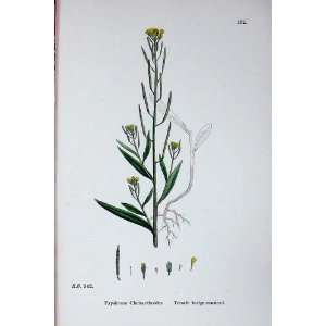  Botany Plants C1902 Treacle Hedge Mustard Erysimum