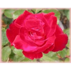  Mon Cheri (Rosa Hybrid Tea)   Bare Root Rose: Patio, Lawn 